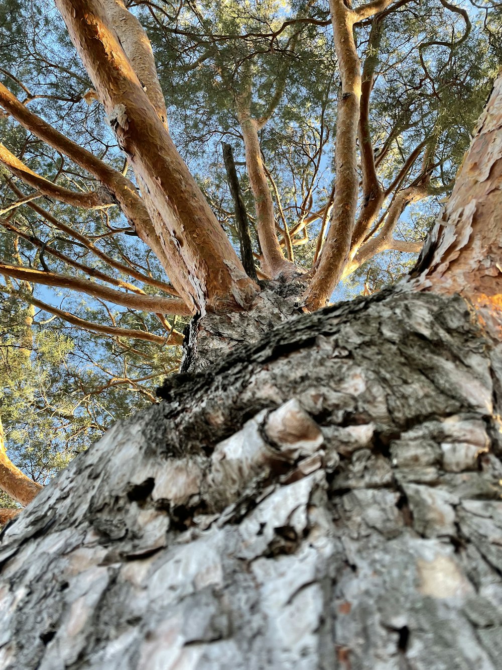 looking up at the bark of a tall tree