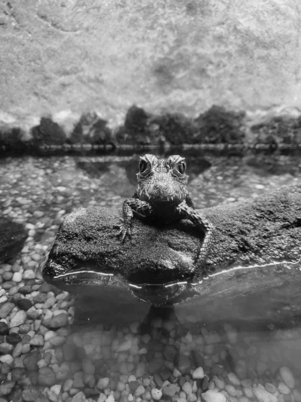 a frog sitting on top of a rock in the water