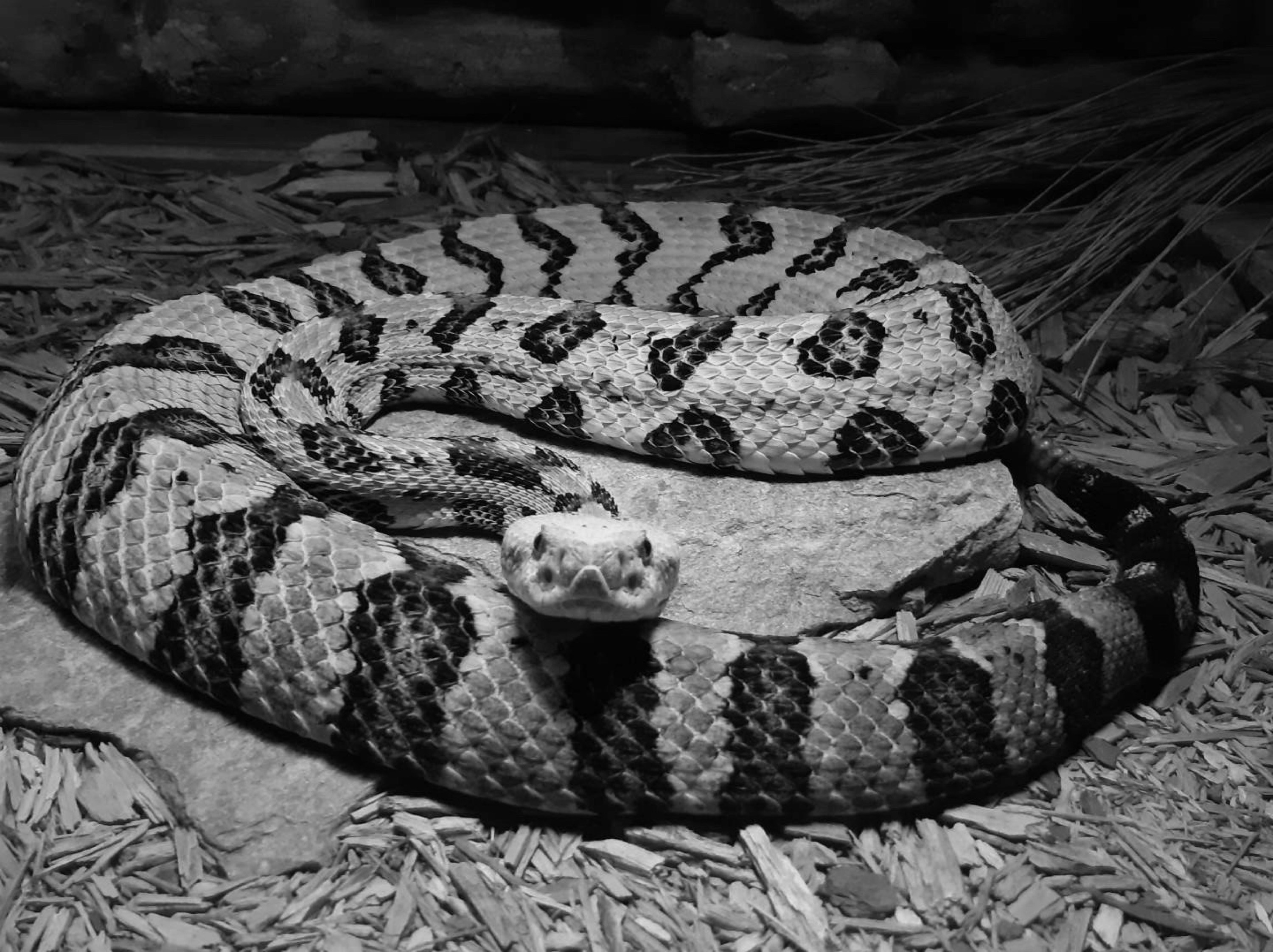 a black and white photo of a snake