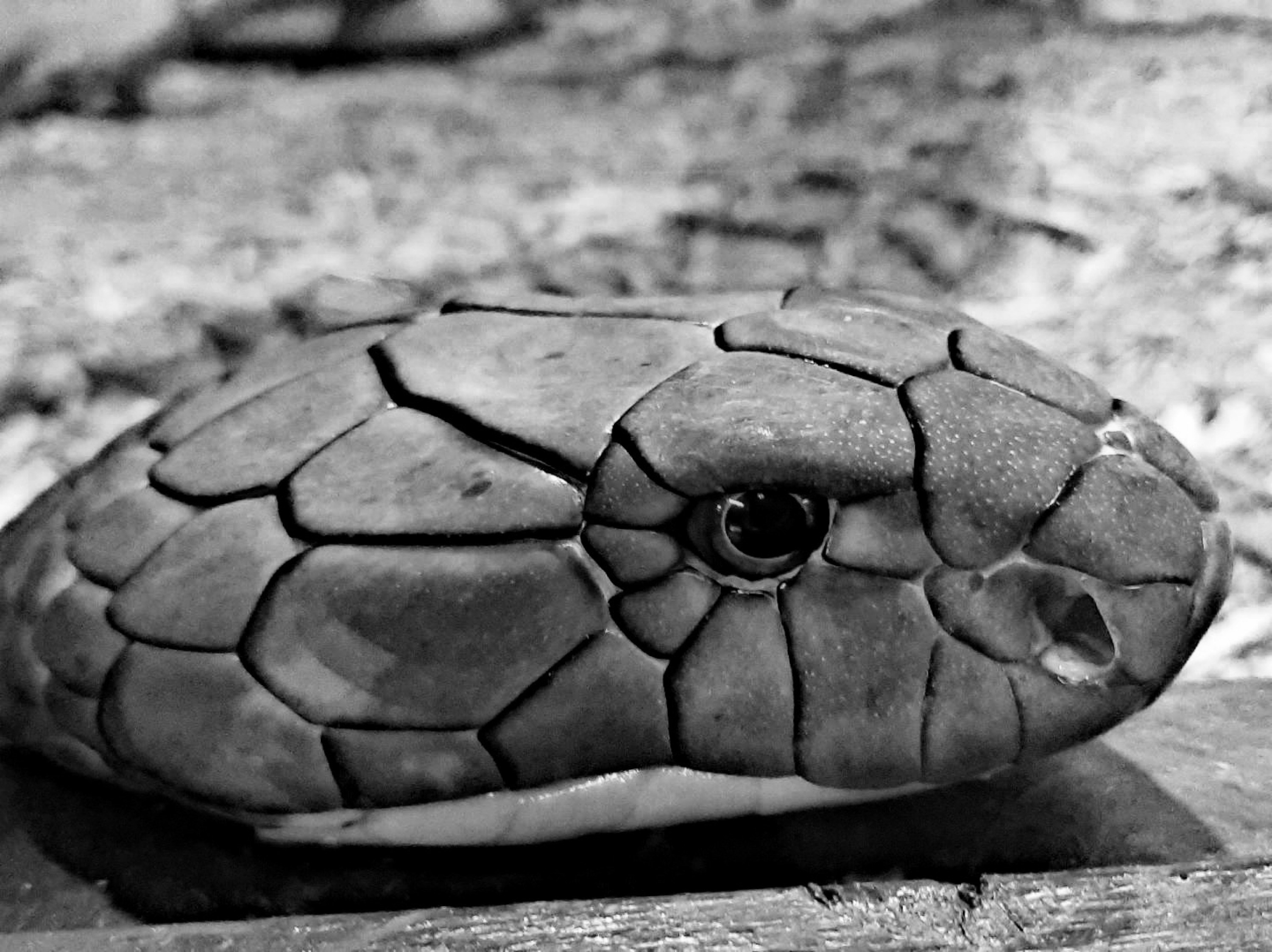 Savage Snake Quotes About Betrayal, Wisdom & Survival