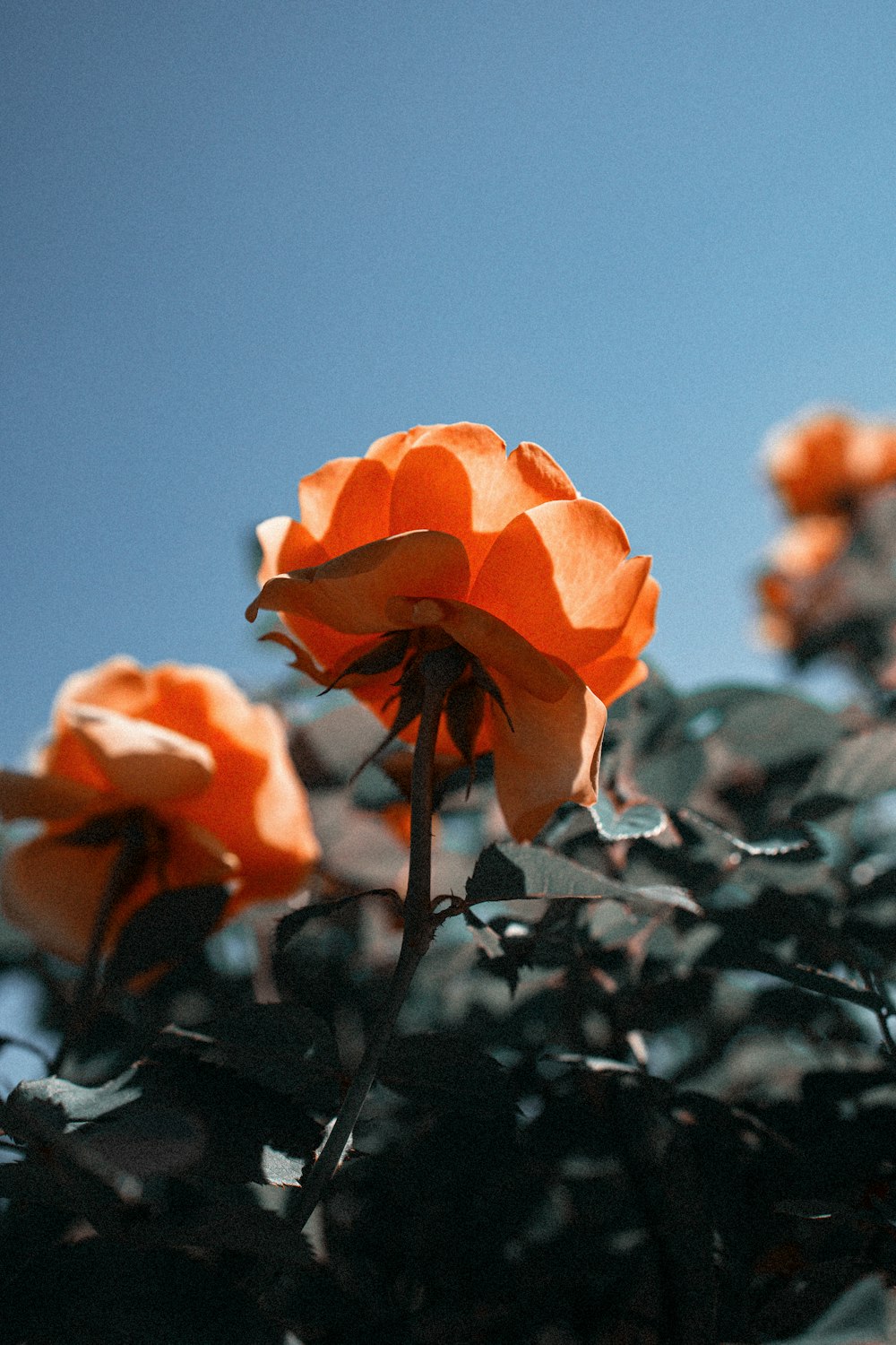 a close up of a flower with a blue sky in the background