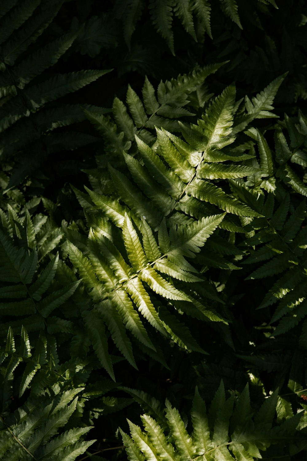 um close up de um monte de plantas verdes