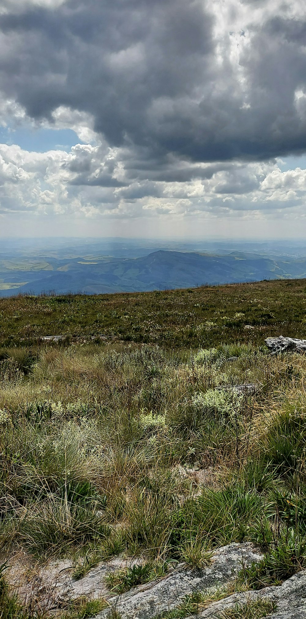 a sheep standing on top of a grass covered field