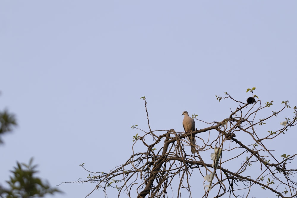 a couple of birds sitting on top of a tree