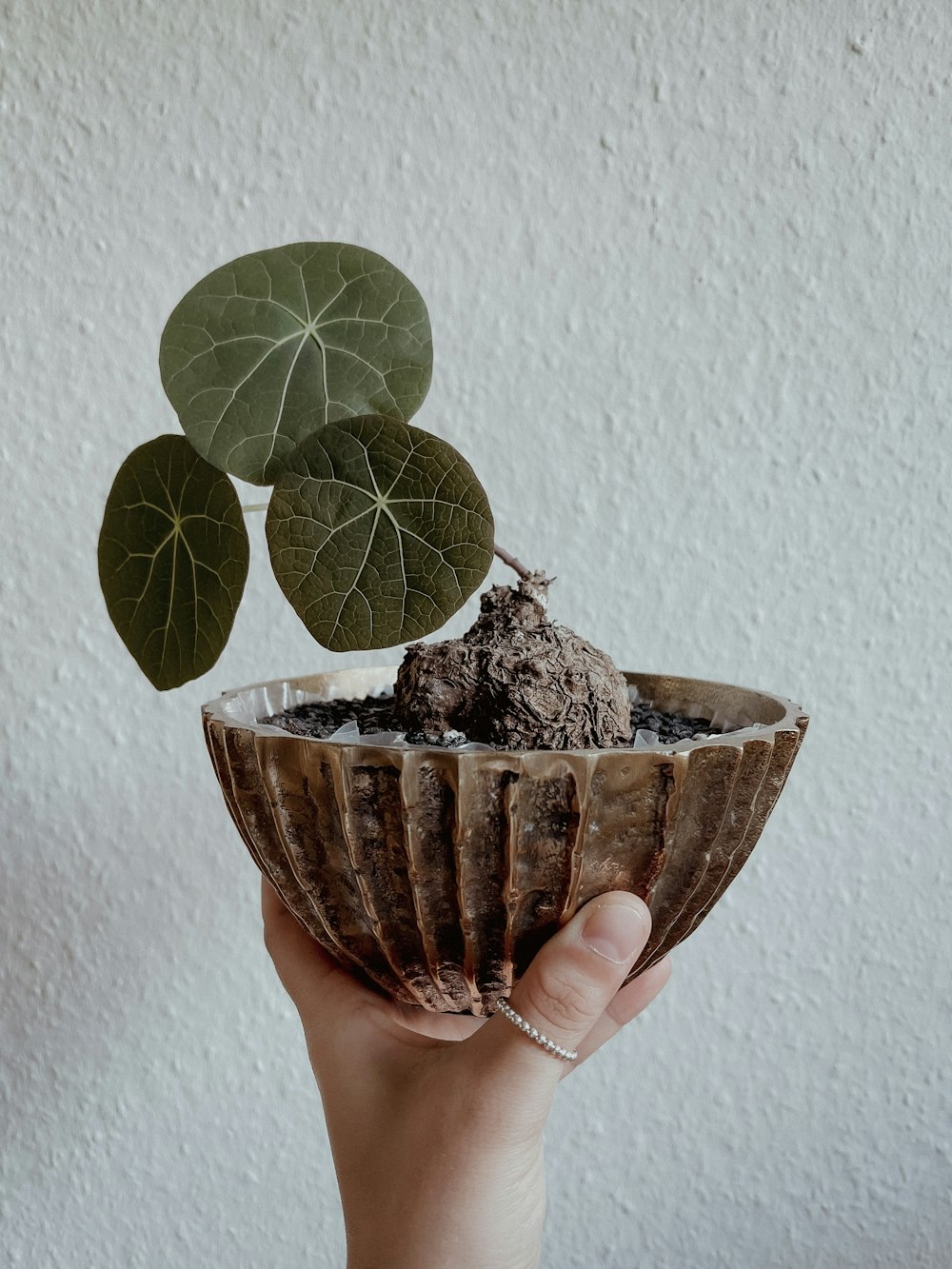 a person holding a bowl with a plant in it
