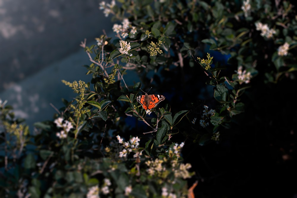 a small orange flower sitting on top of a bush