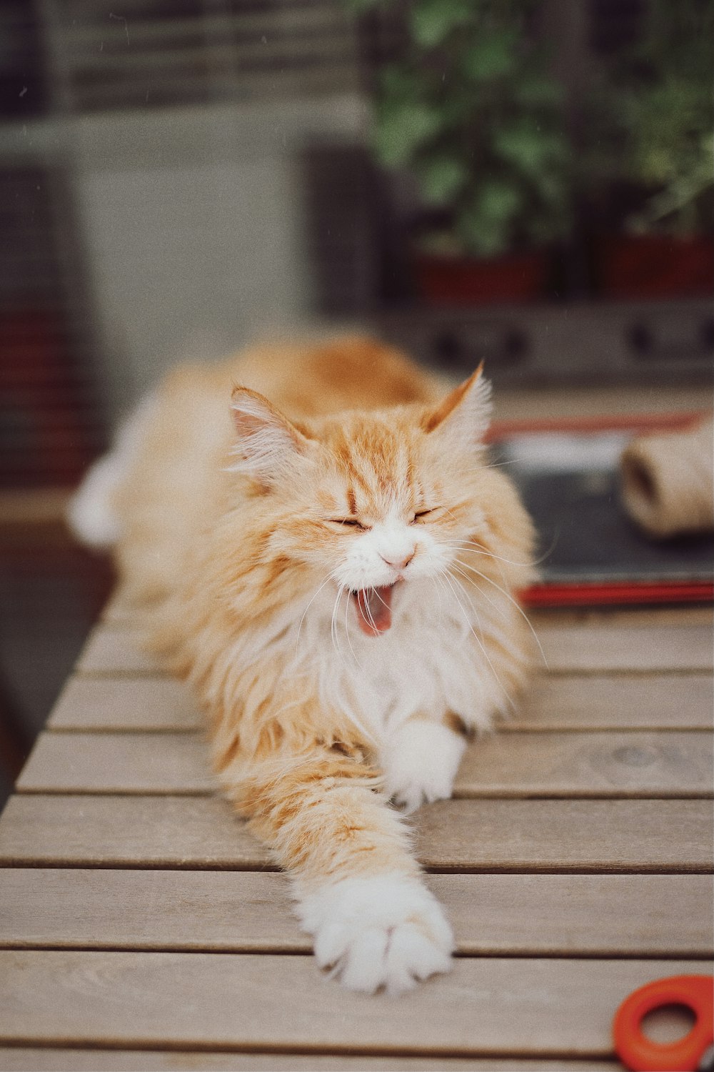 an orange and white cat yawning on a wooden table