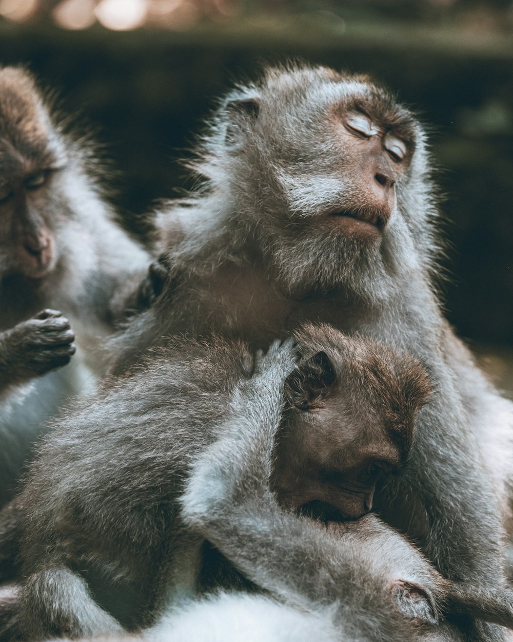 a group of monkeys sitting on top of each other