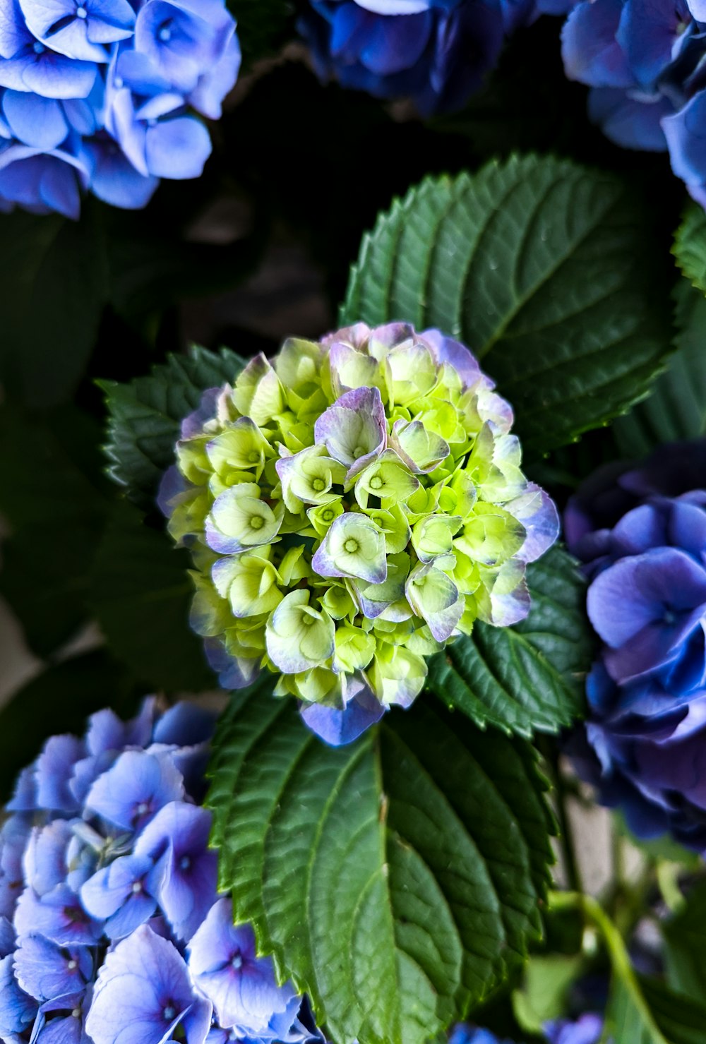 a close up of a bunch of blue and green flowers