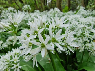 a bunch of white flowers that are in the grass