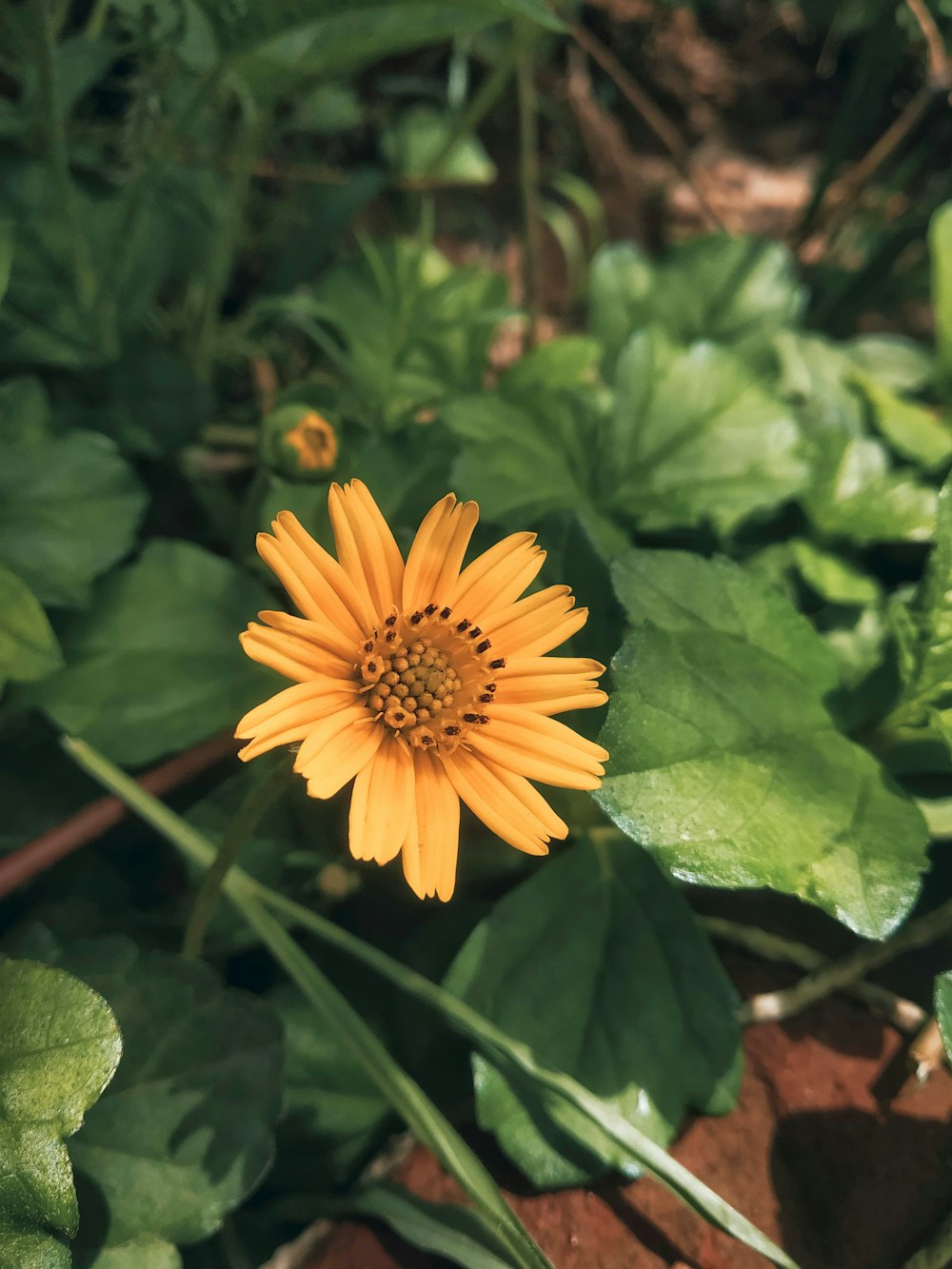 a close up of a yellow flower in a field