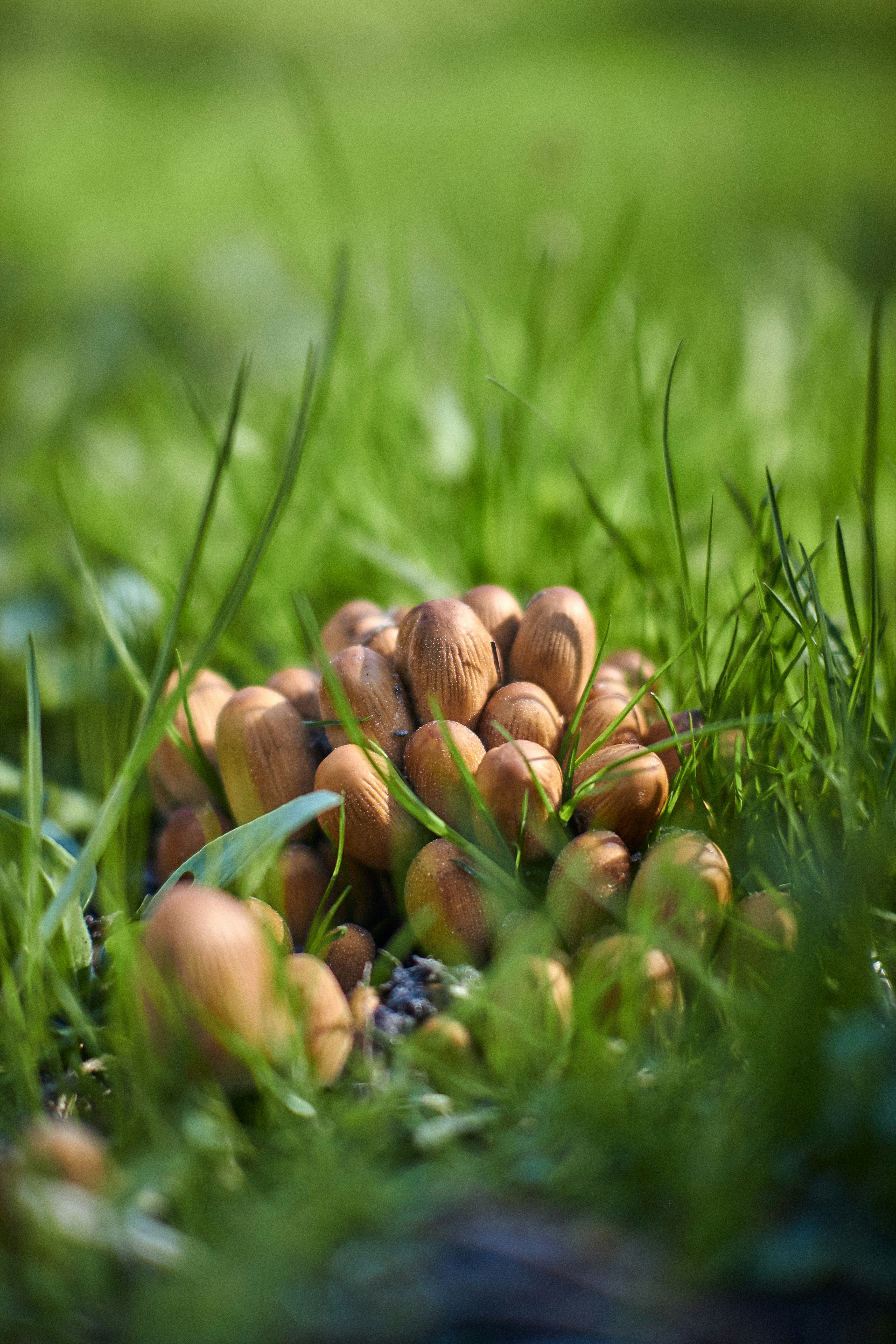 A pile of nuts sitting in the grass photo – Free Green Image on Unsplash