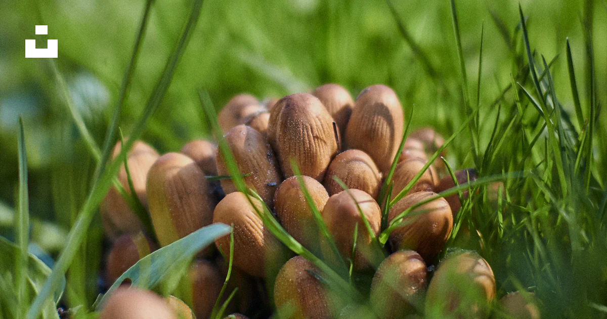 Nut Rass A pile of nuts sitting in the grass photo โ Free Green Image on Unsplash