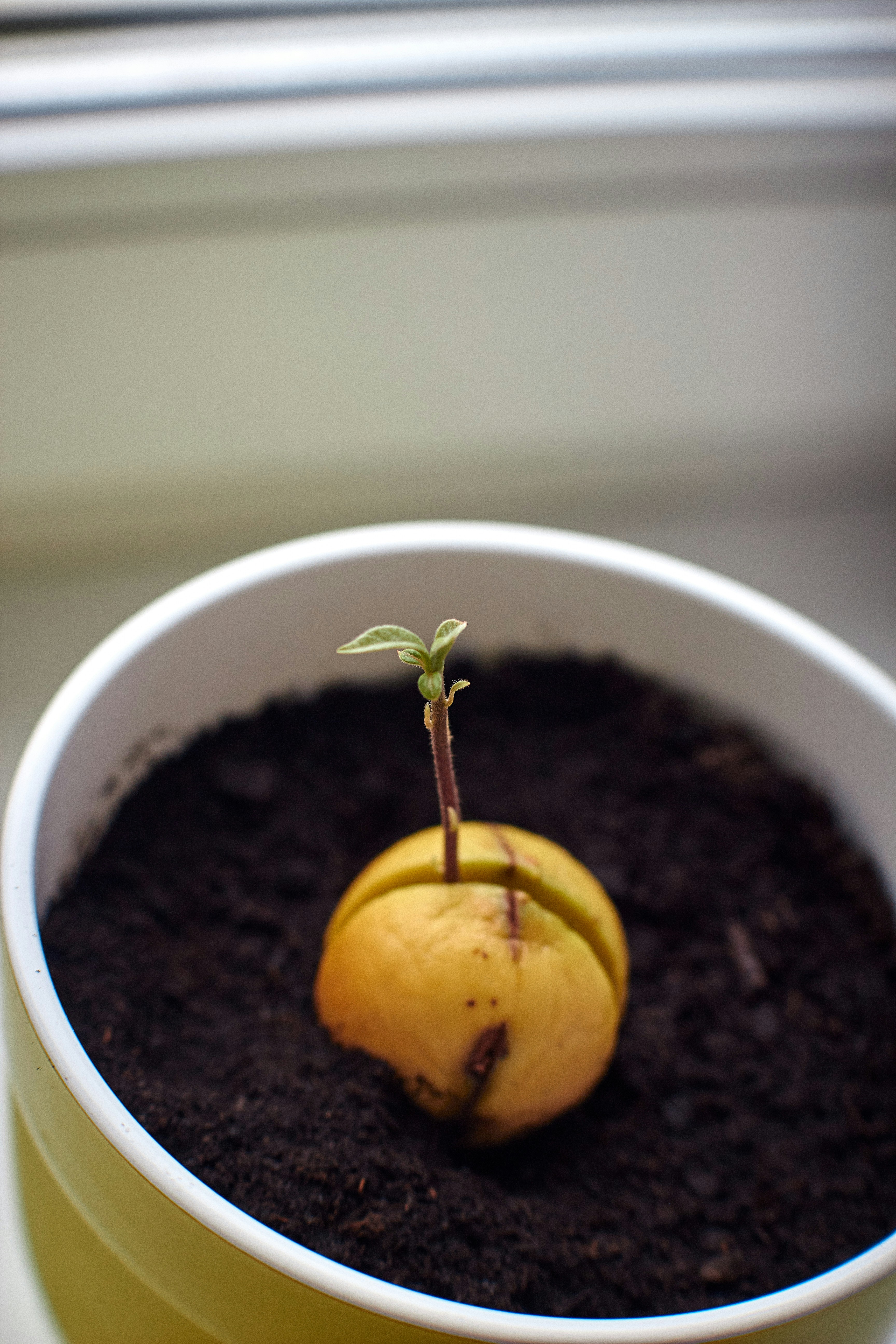 a small plant is growing out of the ground