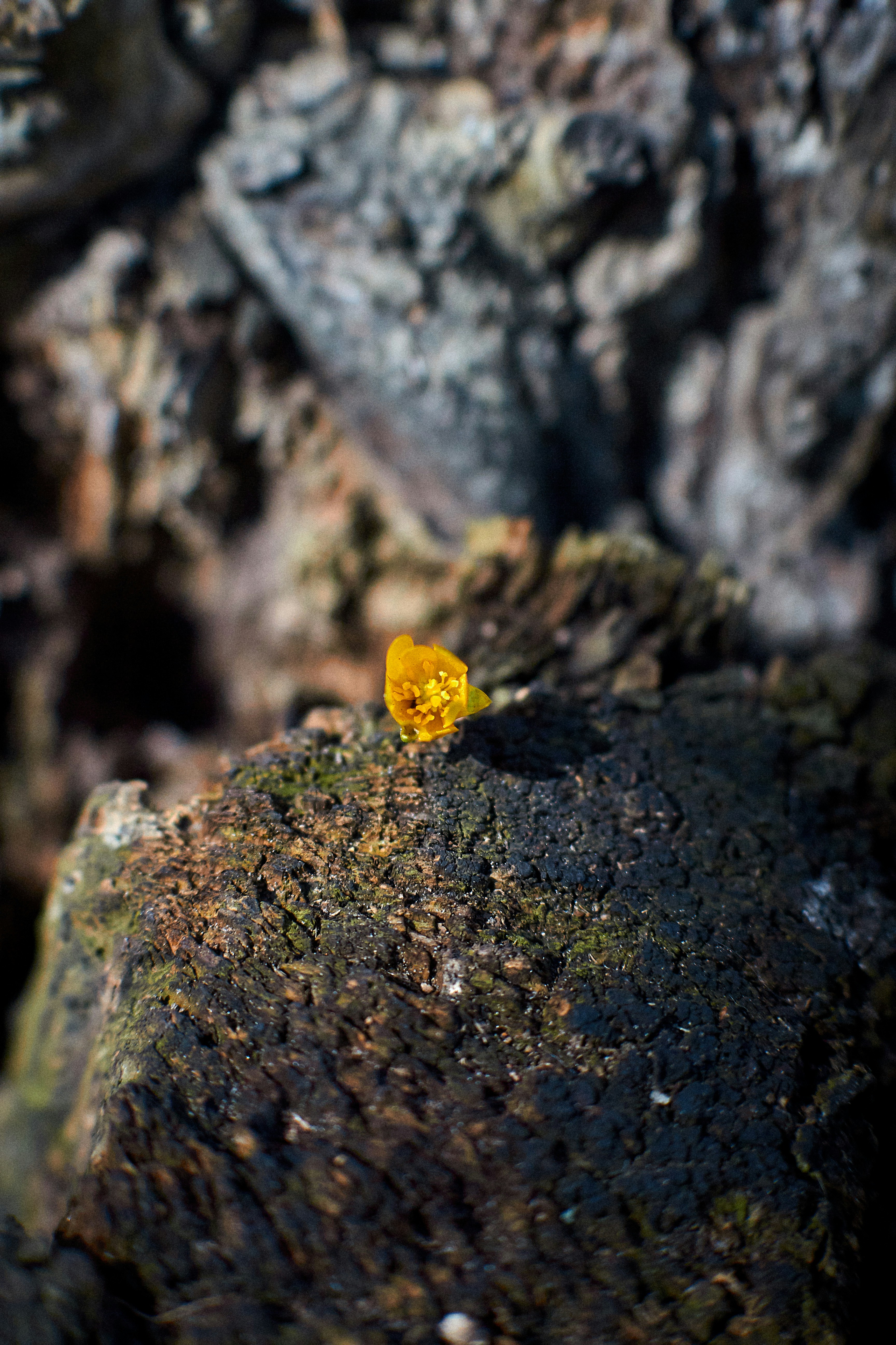 A small yellow object sitting on top of a rock photo – Free Animal ...