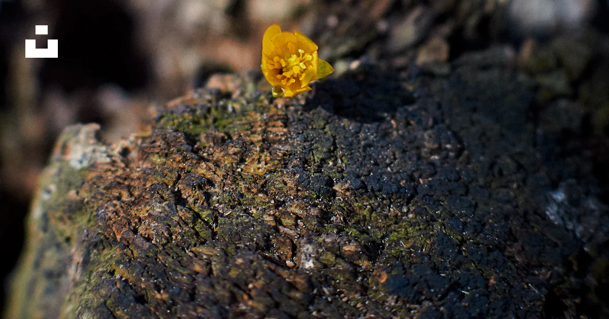 Small Yellow Object A small yellow object sitting on top of a rock photo – Free Animal ...