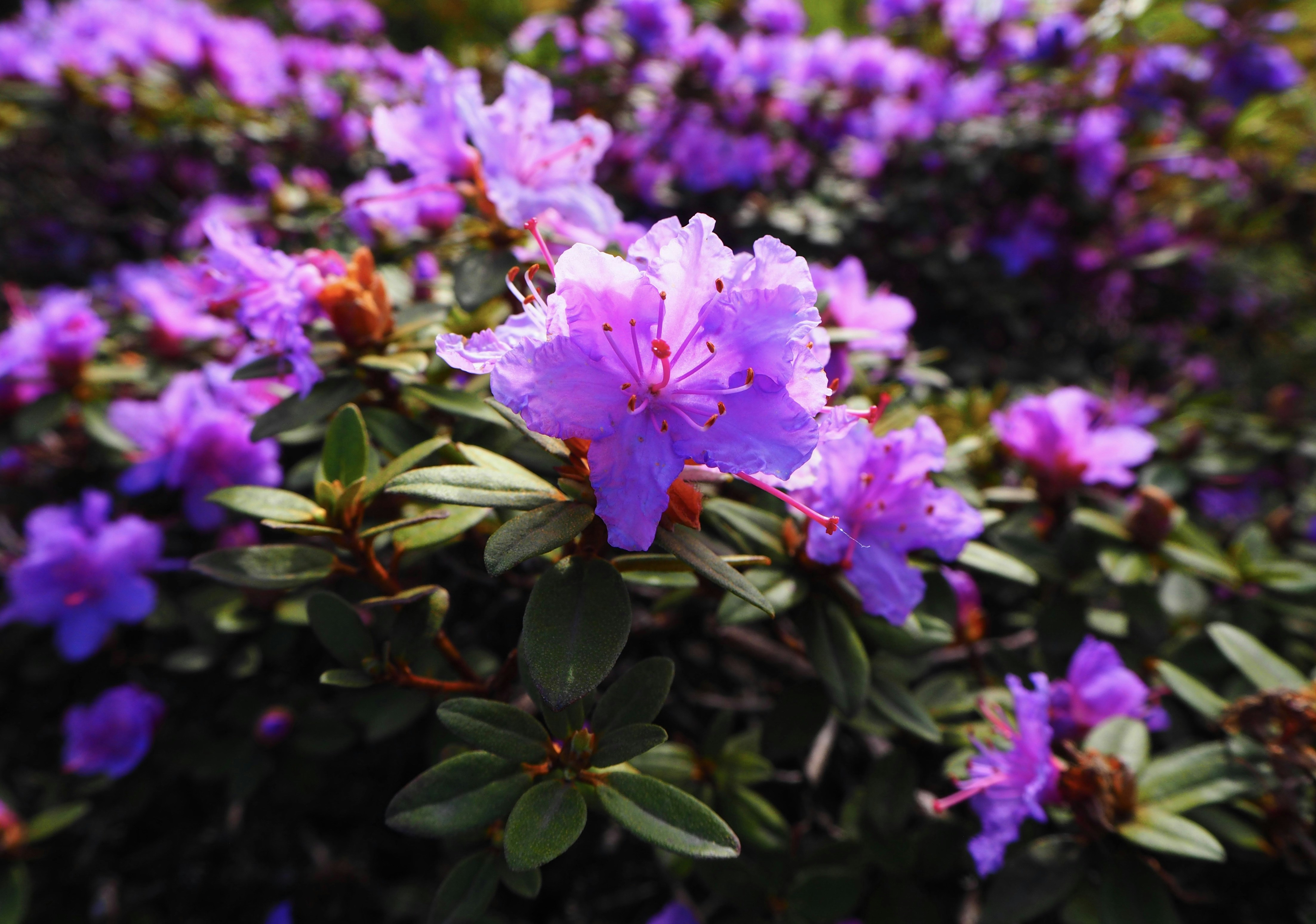 Zwerg-Rhododendron