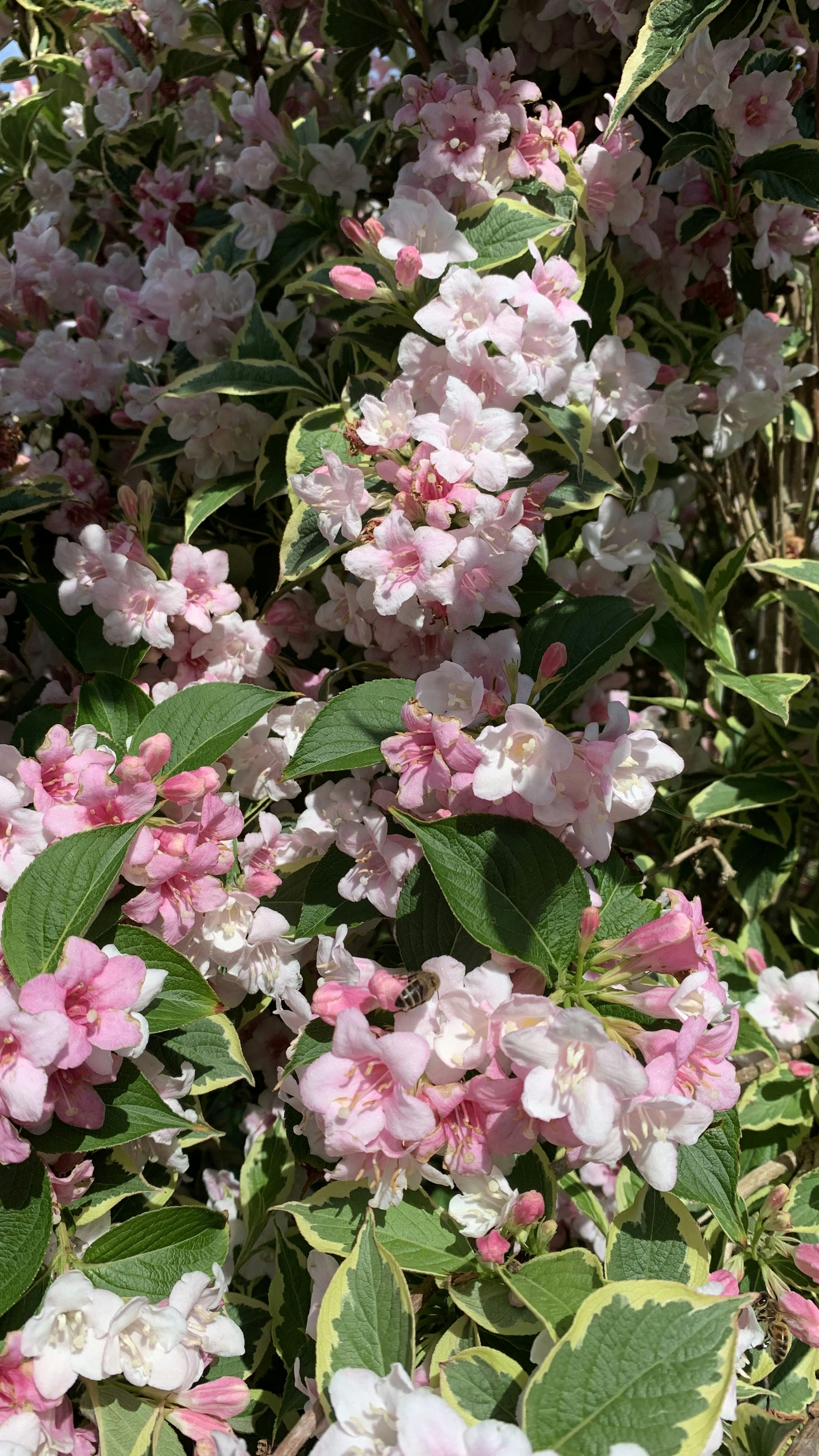 Photo by andywatkins