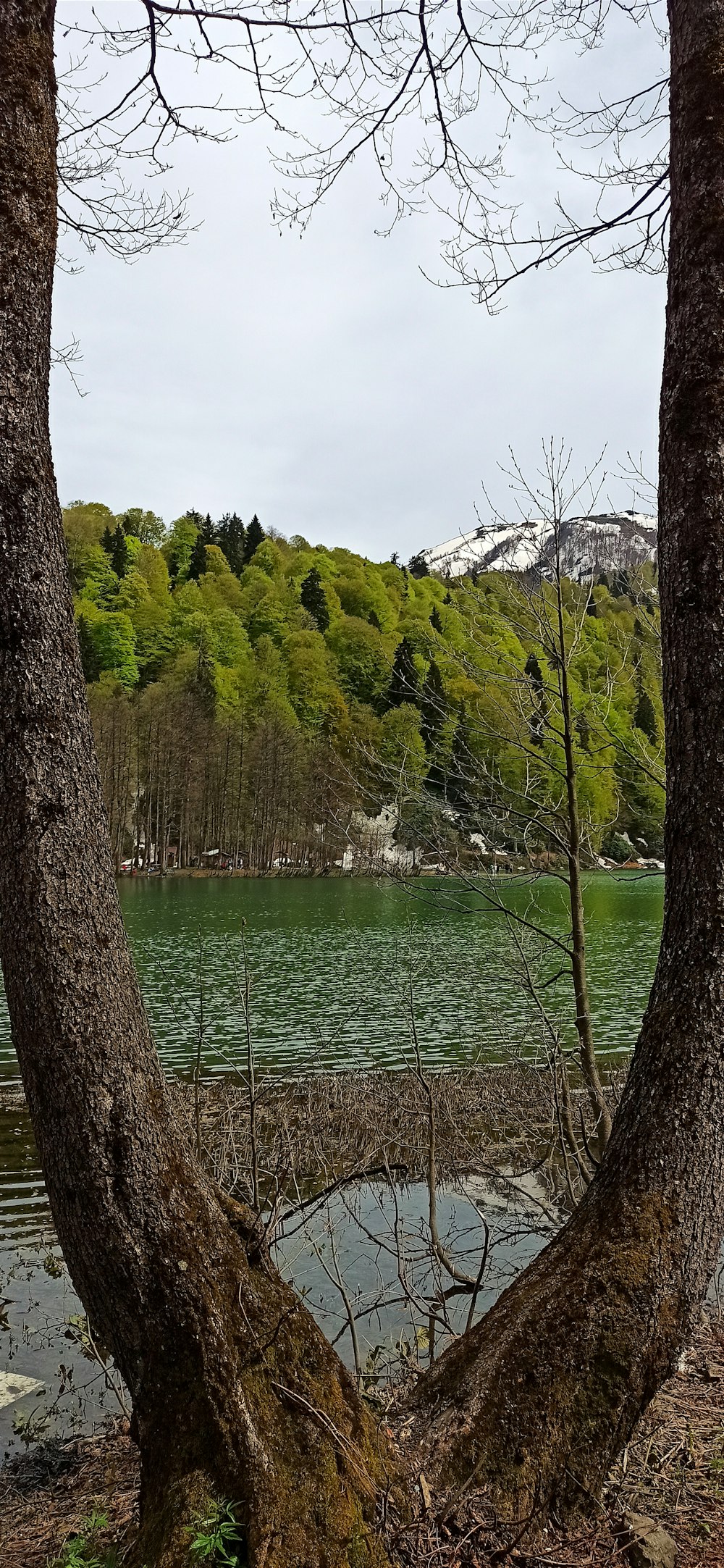 a view of a body of water through two trees