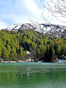 a body of water surrounded by trees and mountains