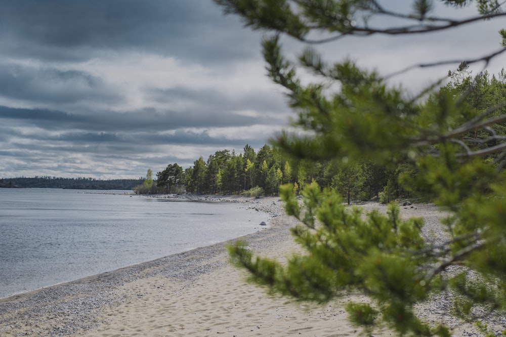 a sandy beach with trees and water under a cloudy sky