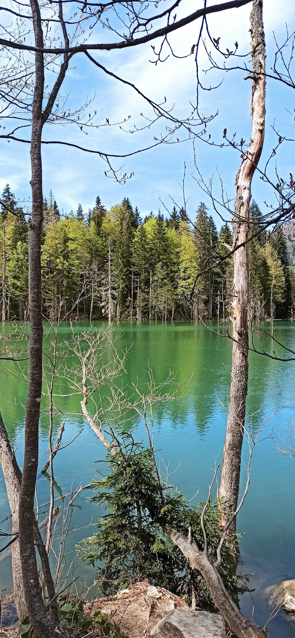 a body of water surrounded by trees and rocks