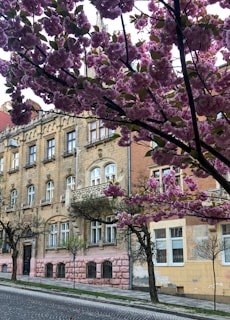 A scenic travel shot of a quiet pastel-hued street lined with blooming cherry blossoms.