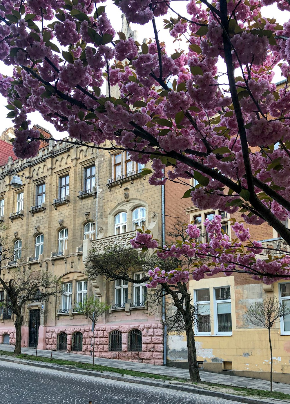 a tree with purple flowers in front of a building