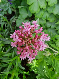 a close up of a pink flower surrounded by green leaves called Valerian (Ji Cao)