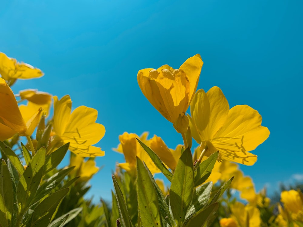 a field of yellow flowers with a blue sky in the background