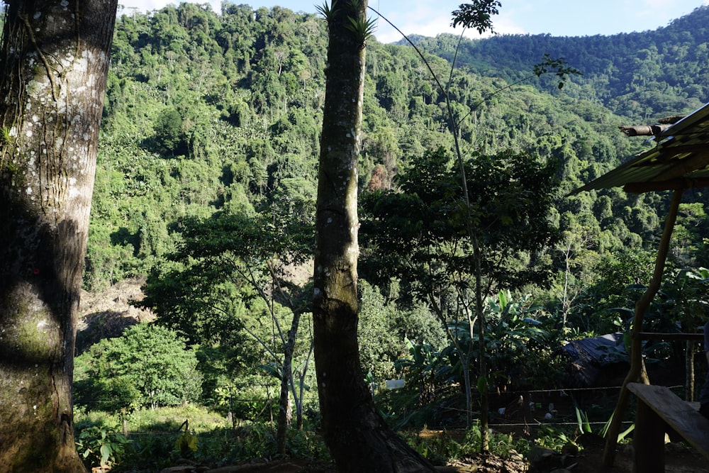 a view of a forested area with trees