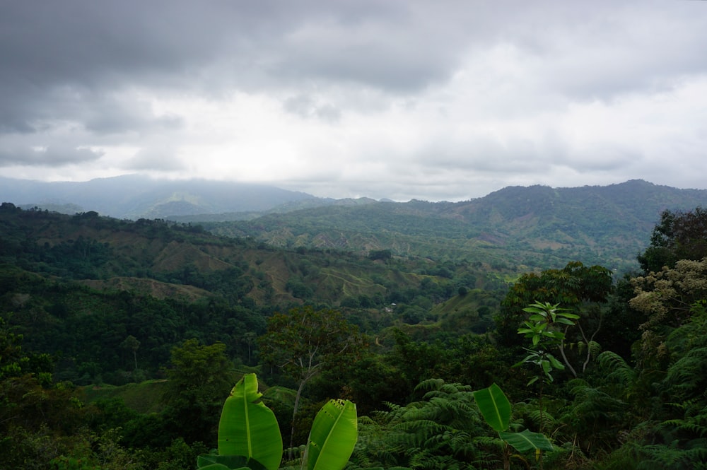 a lush green forest filled with lots of trees