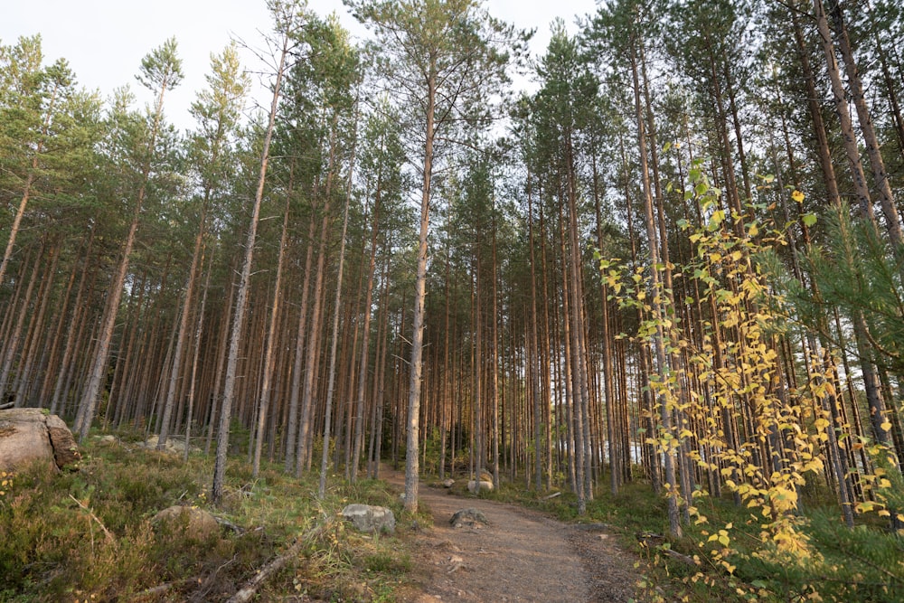 a dirt path in the middle of a forest