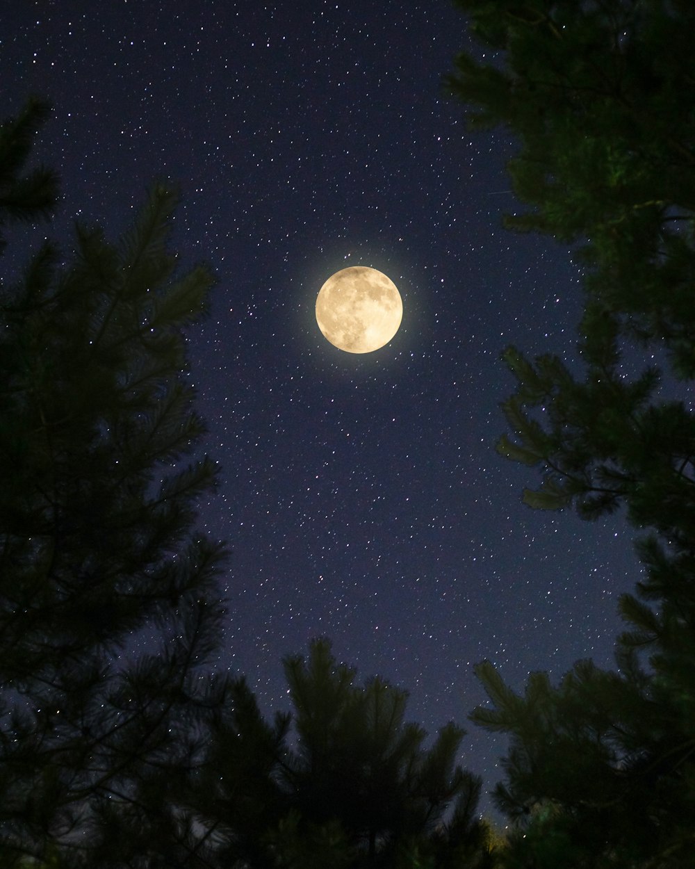 a full moon seen through some trees at night