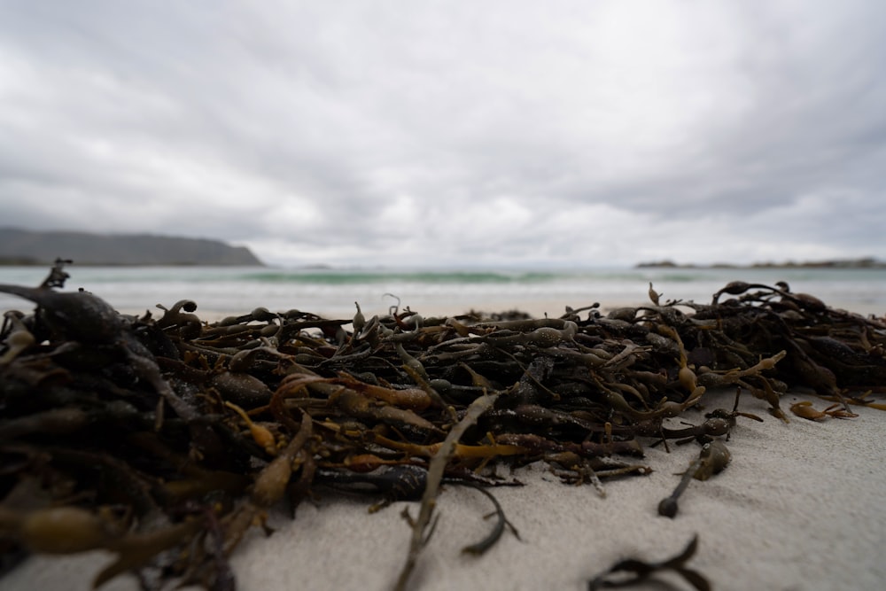 a pile of seaweed sitting on top of a sandy beach