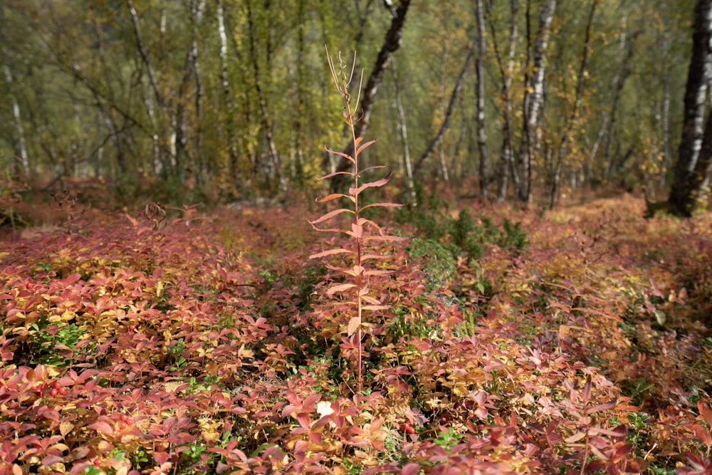 a small tree in the middle of a forest