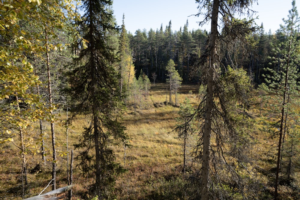 a forest filled with lots of tall trees