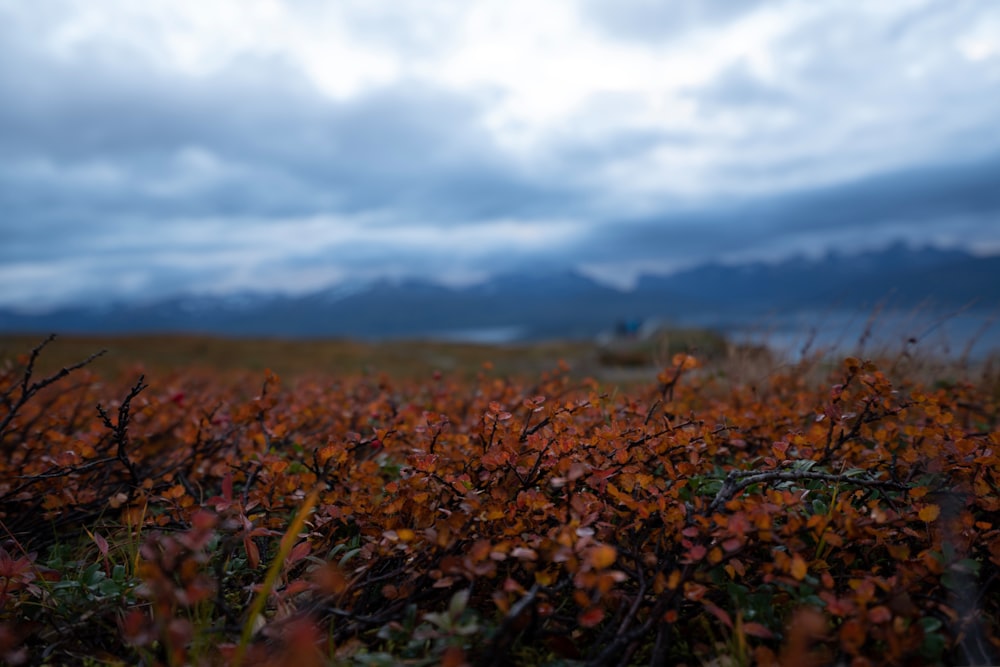 a field full of red plants with mountains in the background