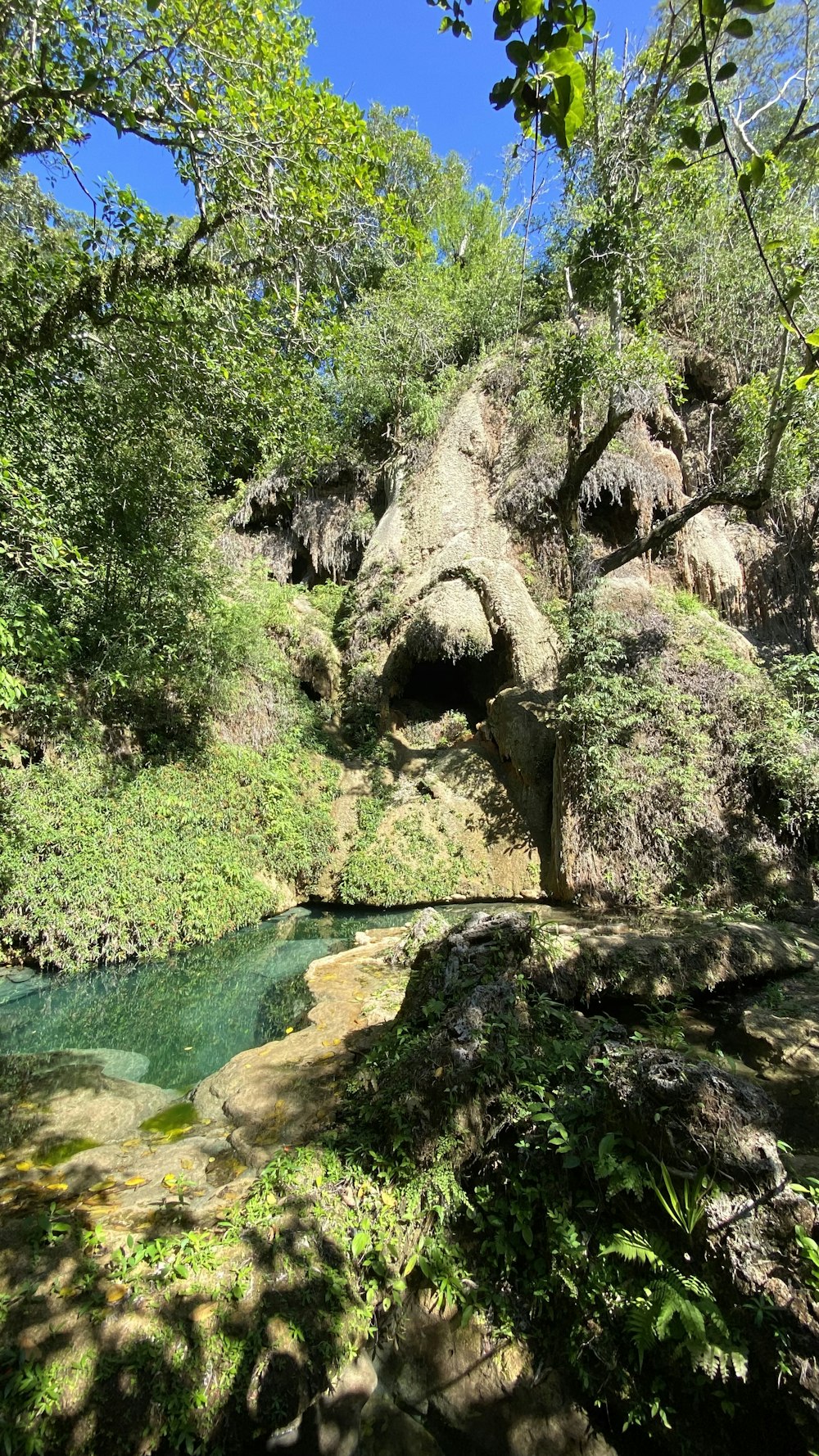 a stream running through a lush green forest