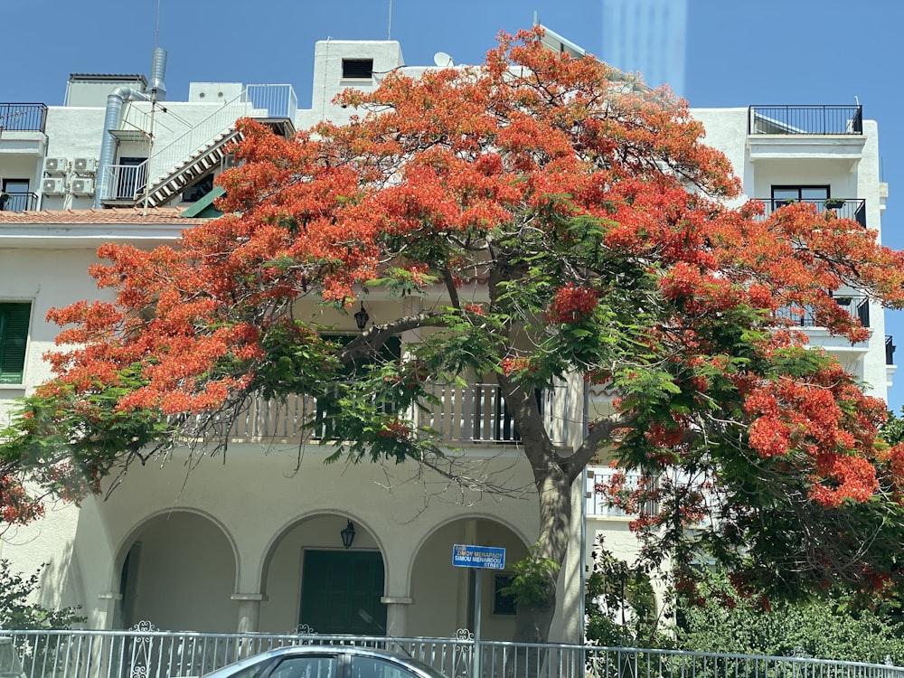 a tree with orange flowers in front of a building