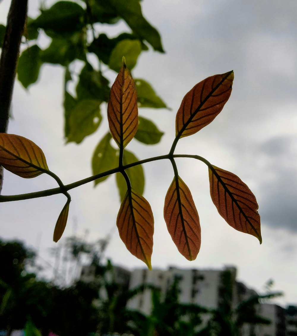 a close up of a tree branch with leaves