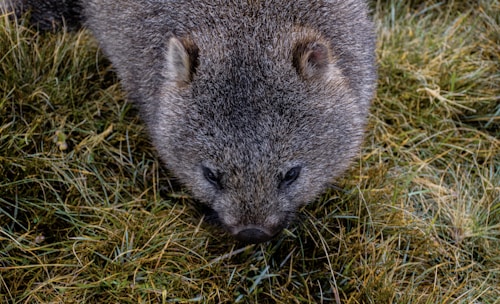 A quokka is resting amidst a bed of grass, its soft fur blending harmoniously with the earthy hues of the surroundings. The animal's curious expression and gentle features are highlighted by the natural light.