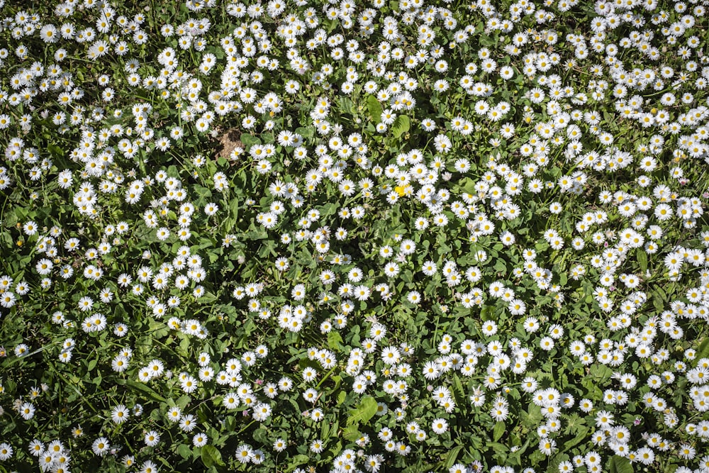 a field full of white and blue flowers