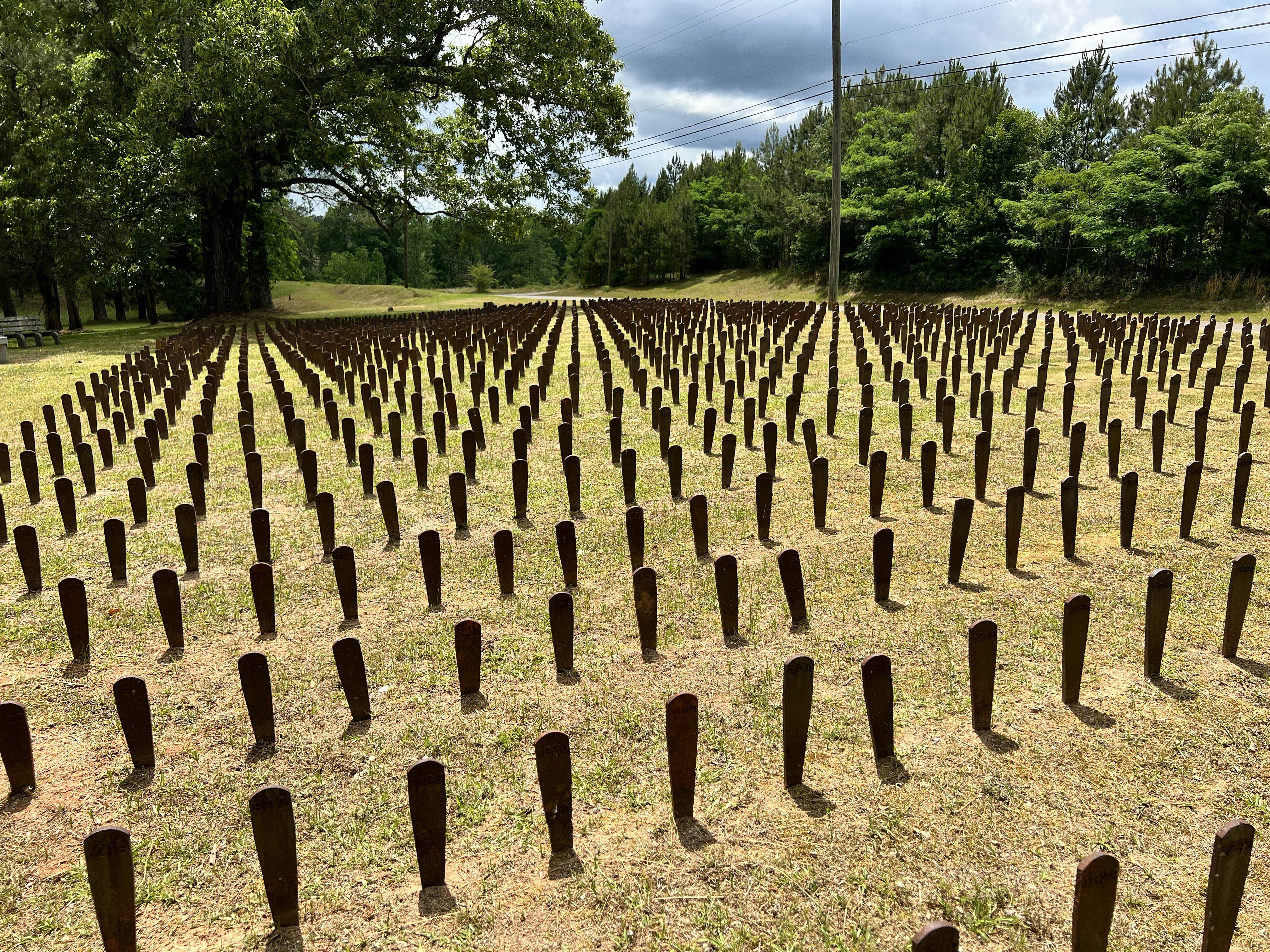 a field of trees that have been cut in half