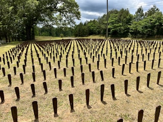a field of trees that have been cut in half