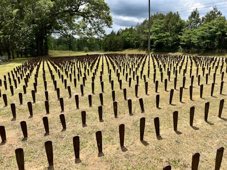 a field of trees that have been cut in half