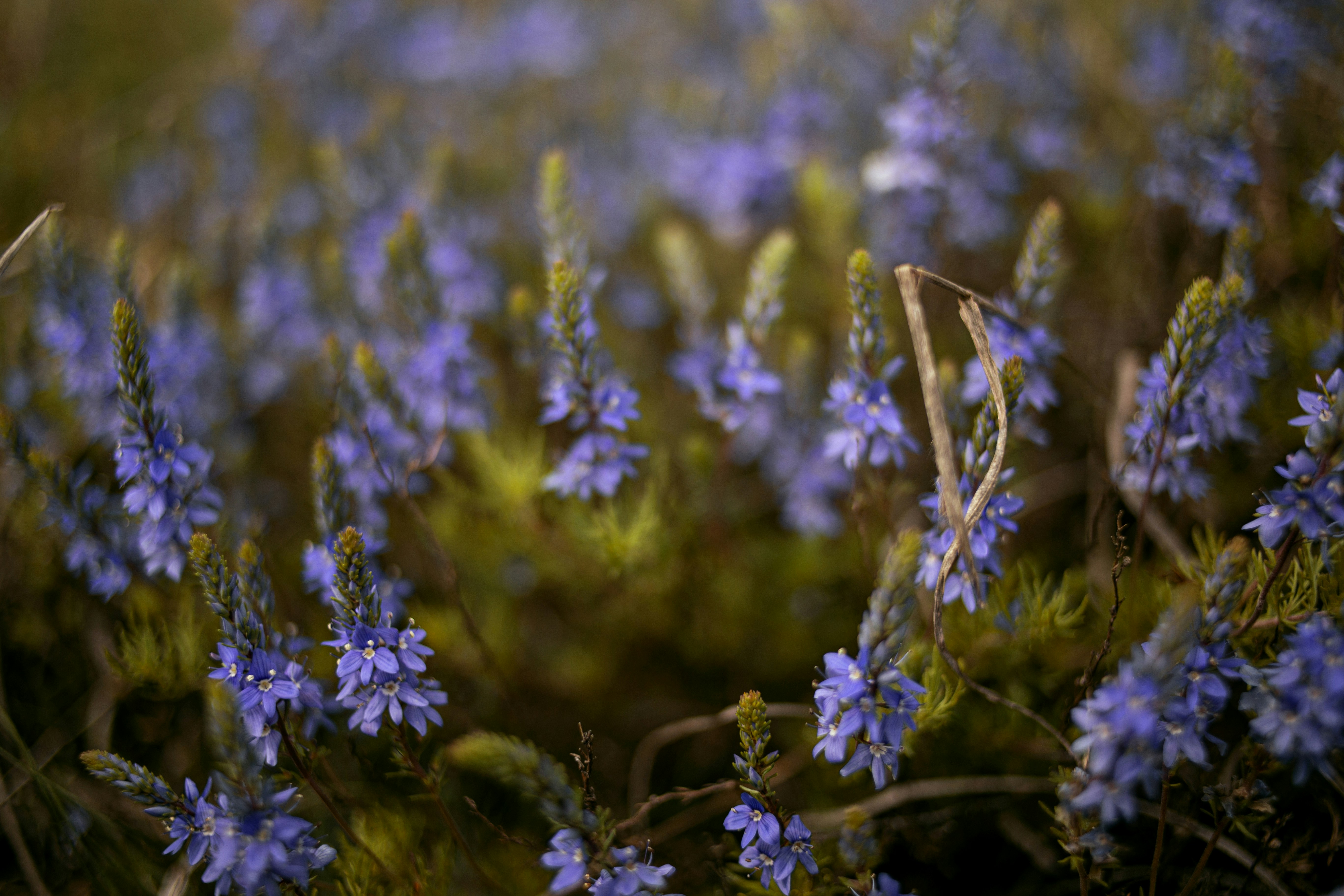 a bunch of blue flowers that are in the grass