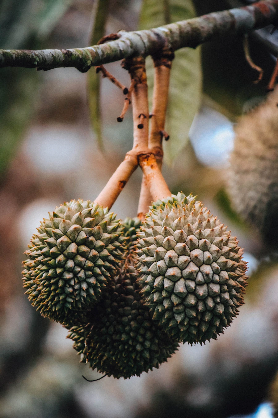 Durian harvest hanging from branches