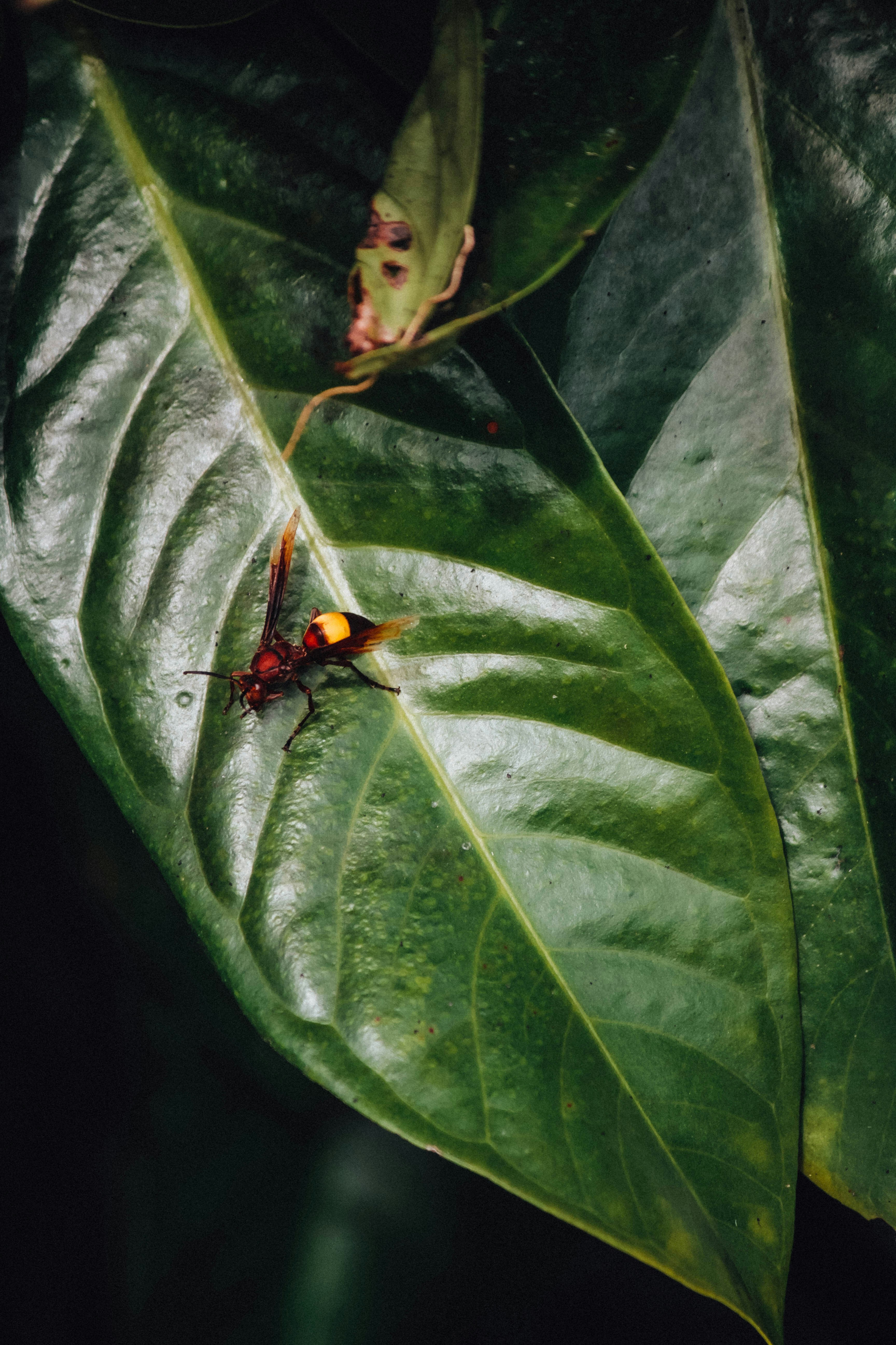 Plants Affected by Pests