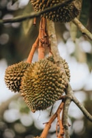 Clusters of spiky durian fruits hang from the branches, surrounded by blurred foliage in the background.